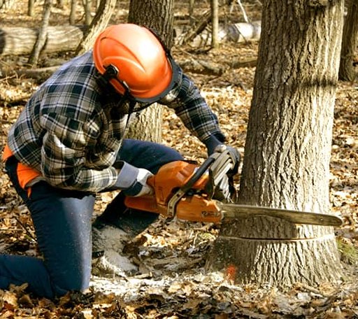 Tree Removal in Lone Oak, TX